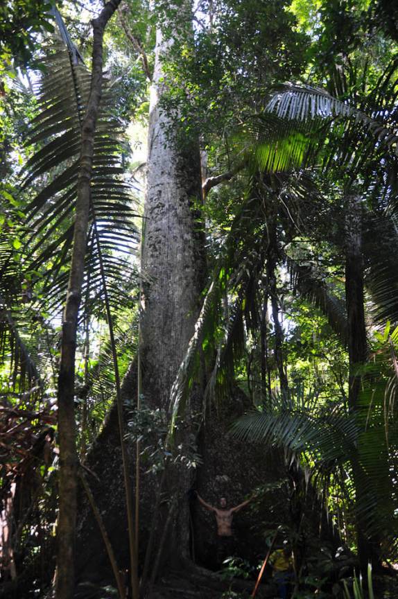 A gigante Samaúma na FLONA, comunidade de São Domingo, região de Alter do Chão - PA